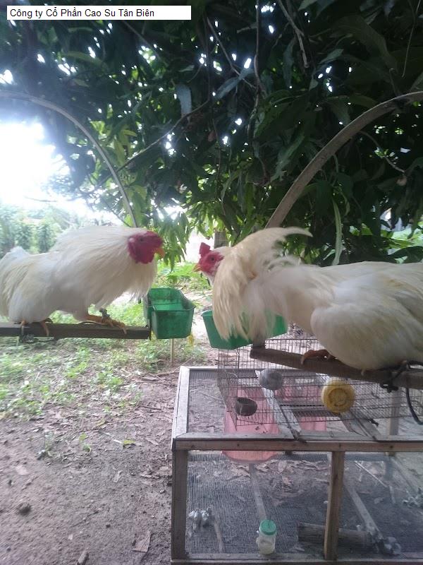 Công ty Cổ Phần Cao Su Tân Biên